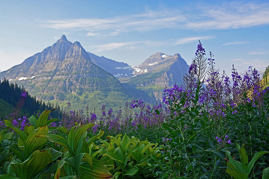 Glacier National Park Fireweed Photograph by Bruce Gourley
