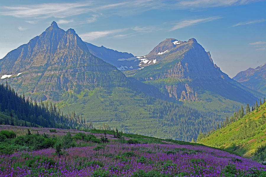Glacier National Park Fireweed Slope Photograph by Bruce Gourley