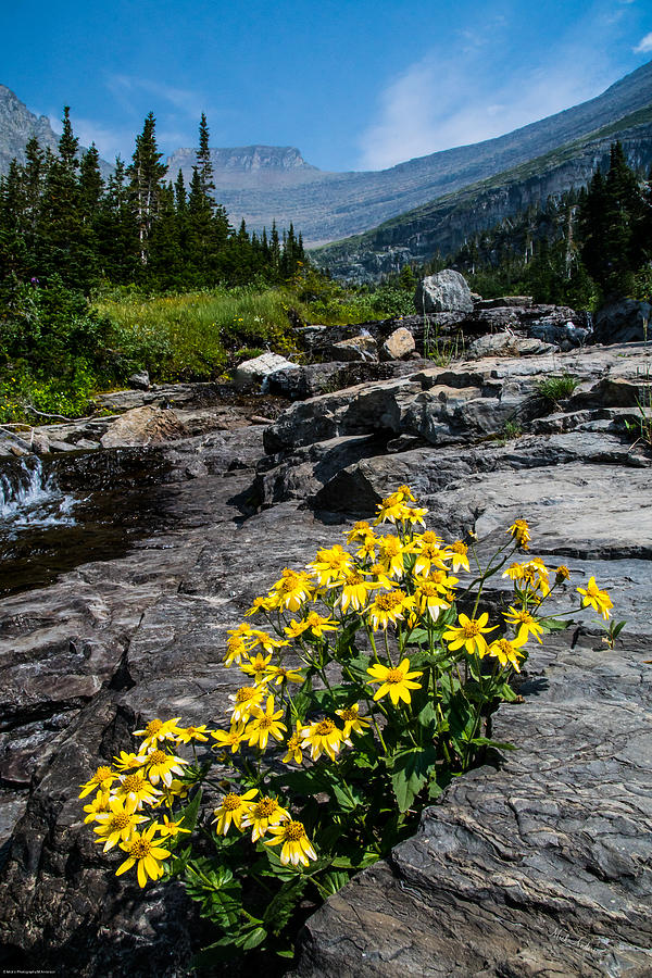 Glacier Park Wildflowers Photograph by Mick Anderson