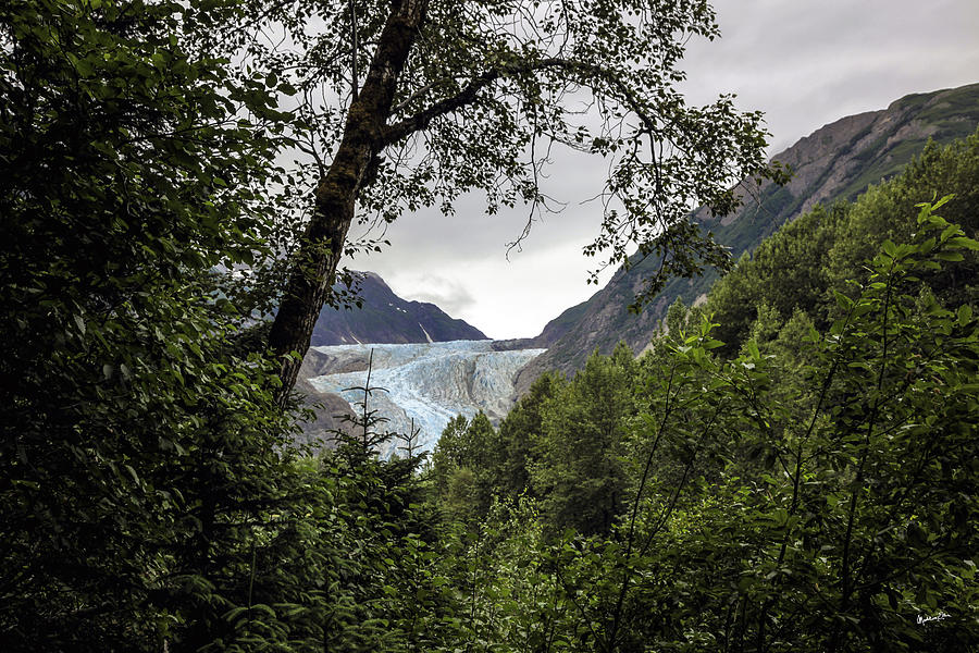 Blue Glacier Through The Trees - Alaska Photograph by Madeline Ellis