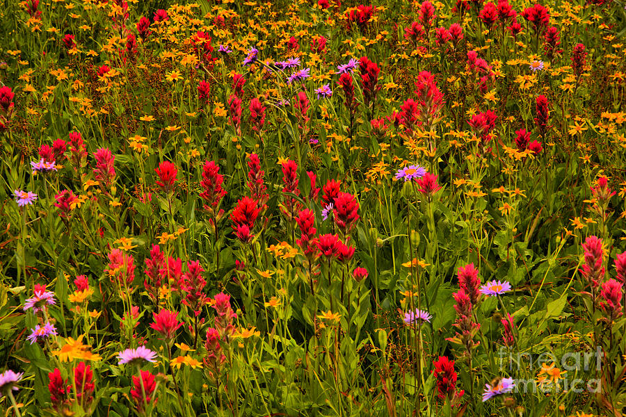 Wild Flowers Photograph - Glacier Wildflowers by Adam Jewell