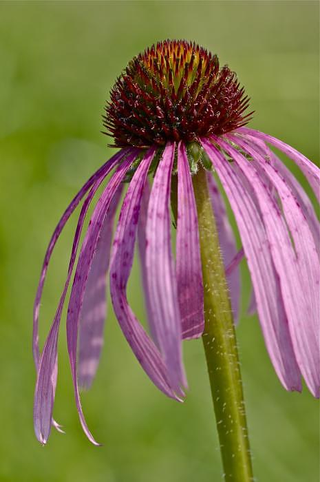 Glade Coneflower Photograph by Jack R Perry
