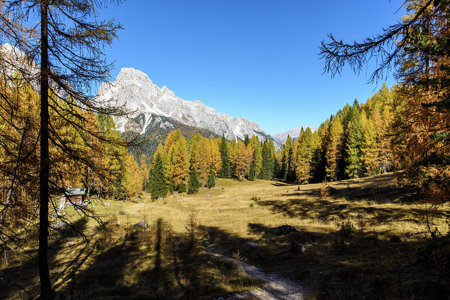 Glade in the larch forest. Dolomites, Autumn magic. Photograph by ...