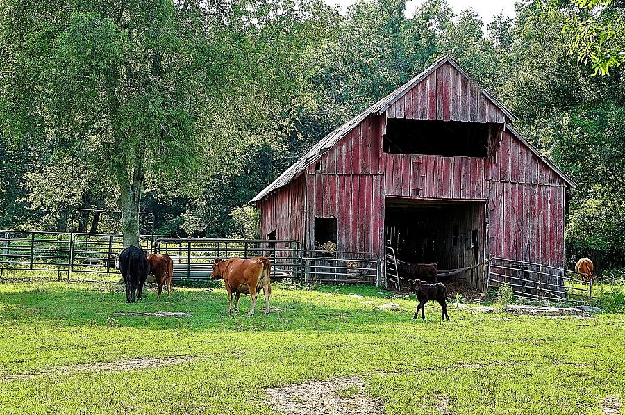 Gladeville Farm Photograph by Jan Amiss Photography