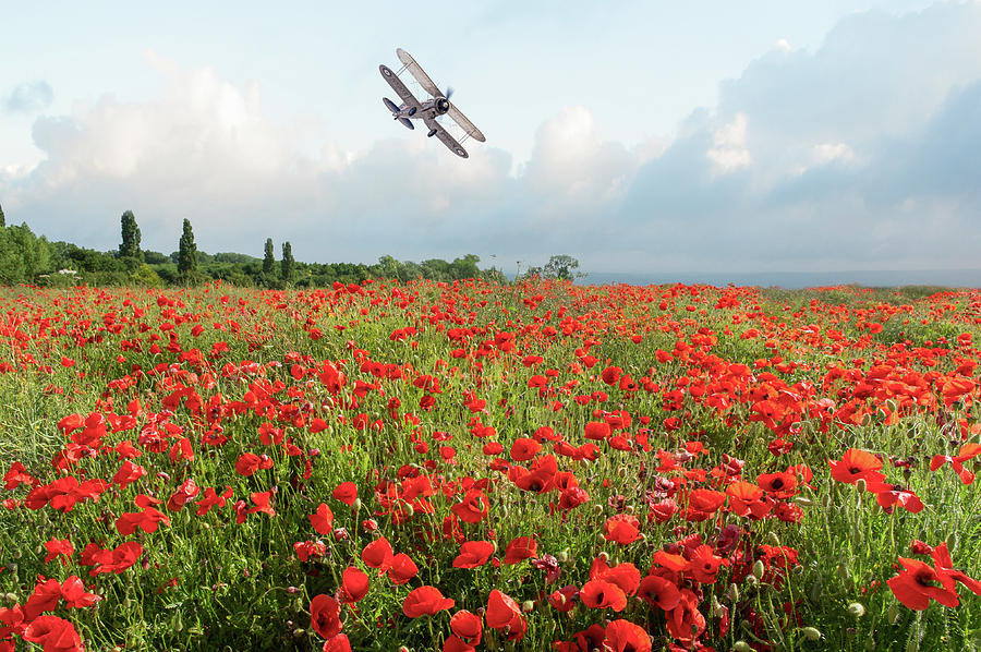 Gladiator over poppy field Photograph by Gary Eason