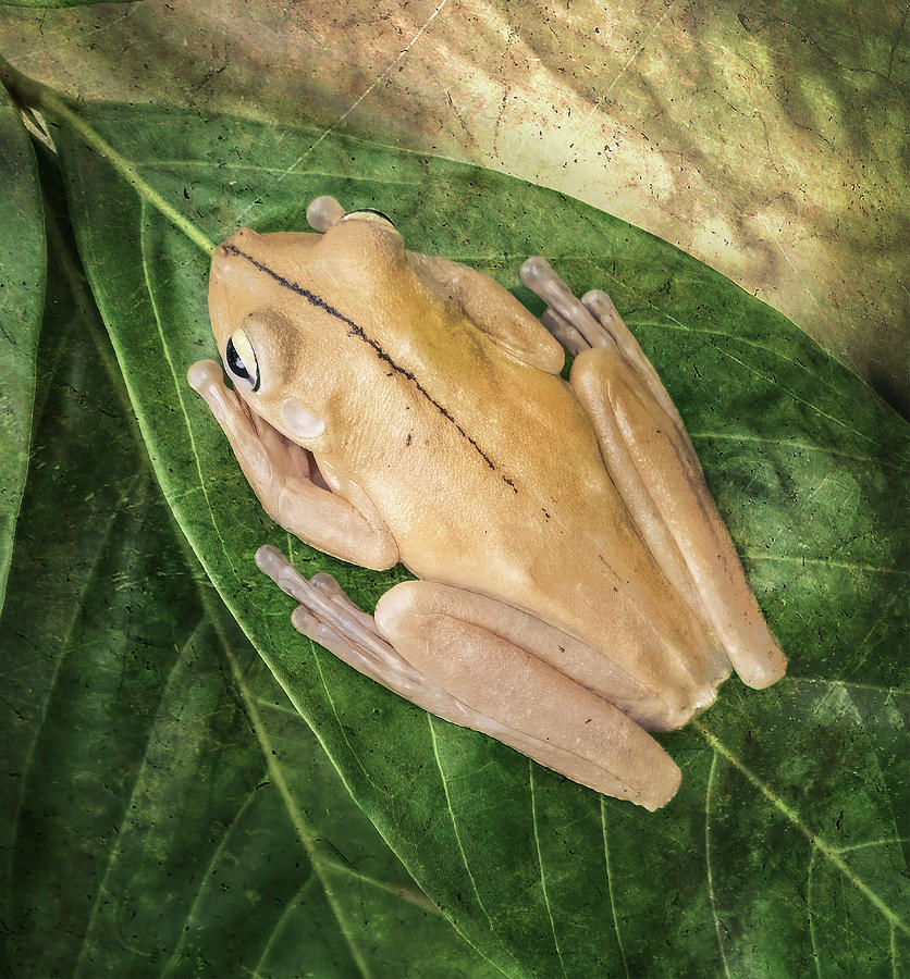 Gladiator Tree Frog Costa Rica Photograph by Joan Carroll