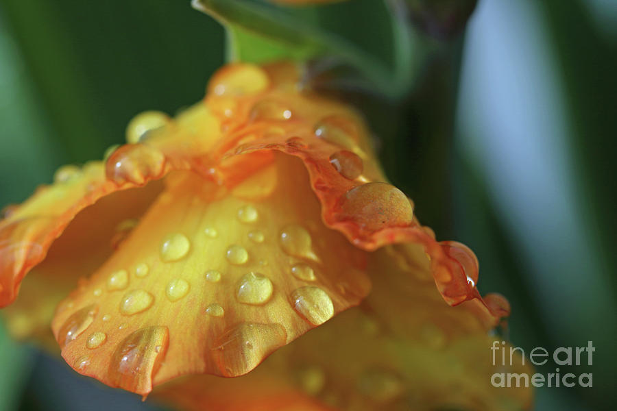 Gladiola Dew Drops Photograph by Mary Haber