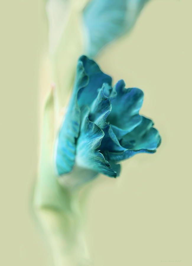 Gladiola Flower Beginnings Teal Photograph by Jennie Marie Schell