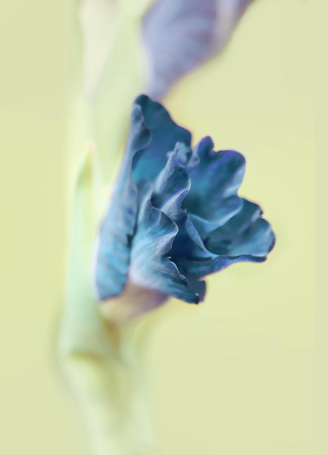 Gladiola Flower Beginnngs Blue Photograph by Jennie Marie Schell