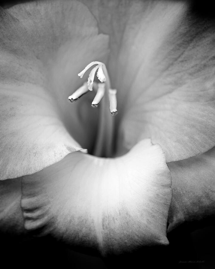 Gladiola Flower Black and White Photograph by Jennie Marie Schell