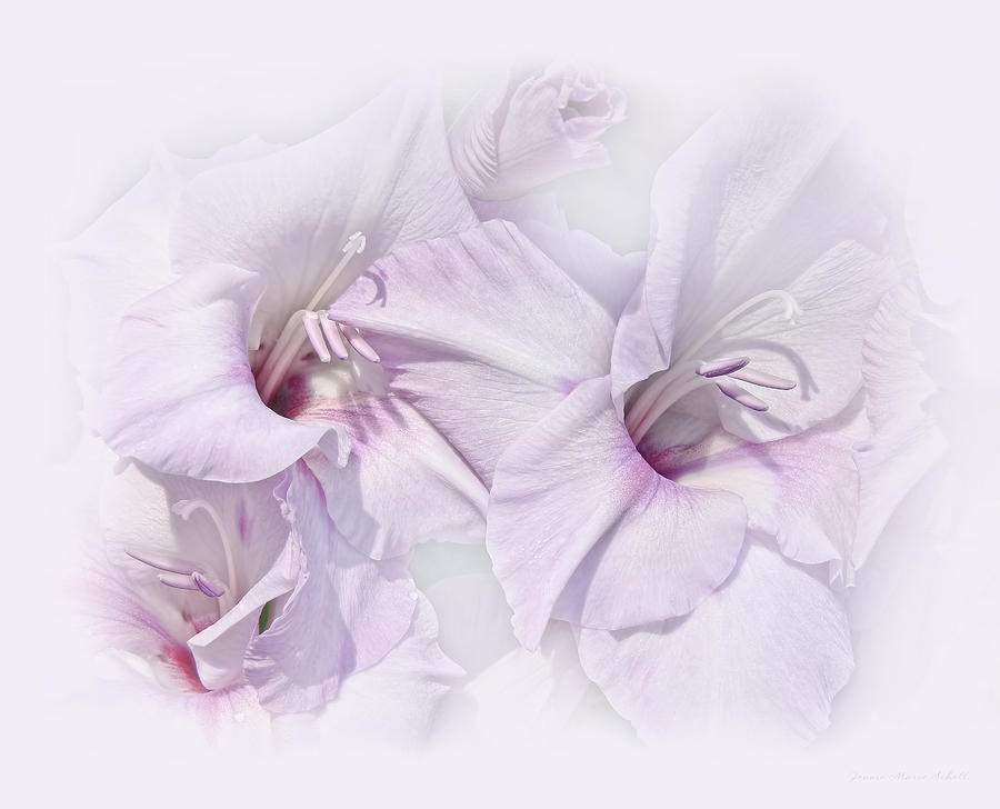 Gladiola Flowers Lavender Pastel Photograph by Jennie Marie Schell
