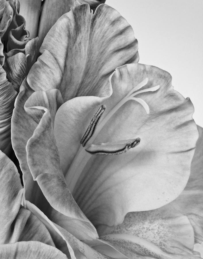 Gladiola in Grays Photograph by David and Carol Kelly