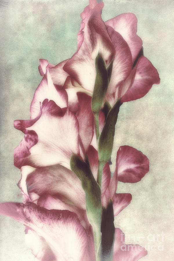 Still Life Painting - Gladiola by Mindy Sommers