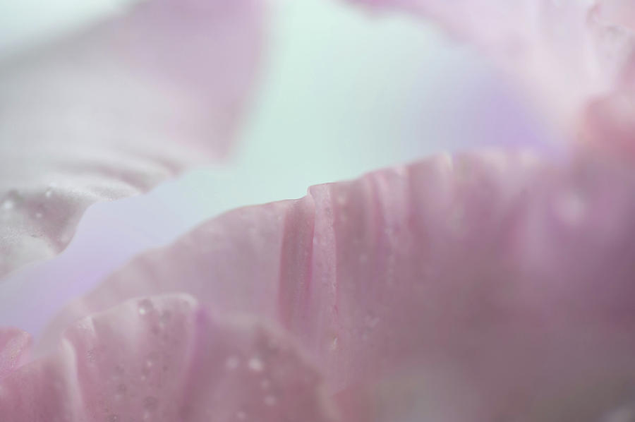 Gladiola Petals Macro Abstract Photograph by Jenny Rainbow
