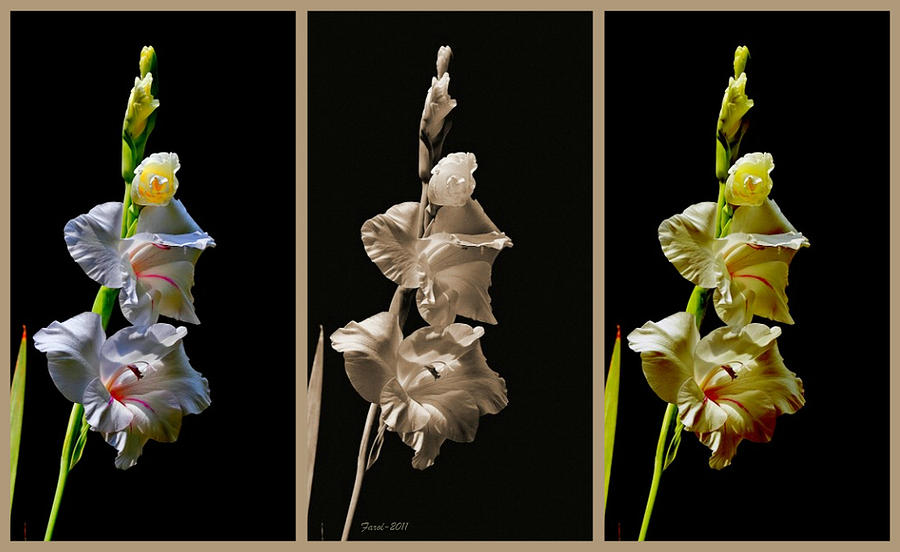 Gladiola Collage Photograph by Farol Tomson