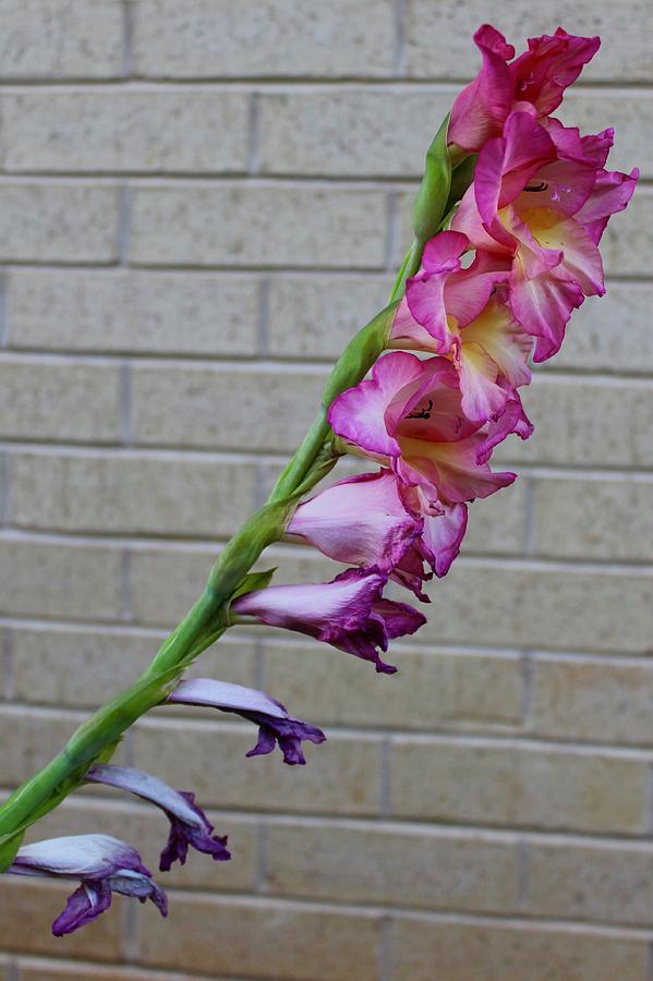 Gladiolas Flores Bloom Cycle Photograph by M E