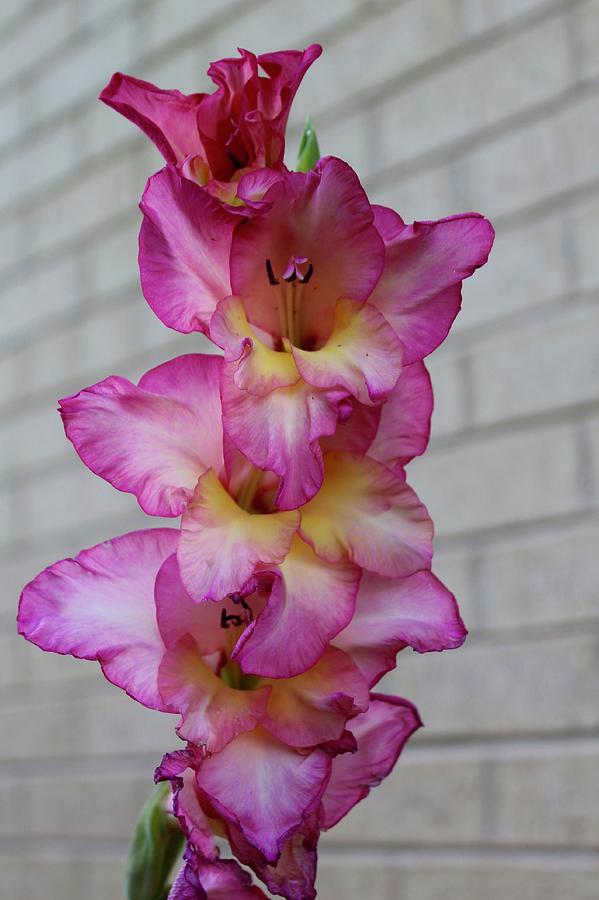 Gladiolas Flores in Bloom Photograph by M E