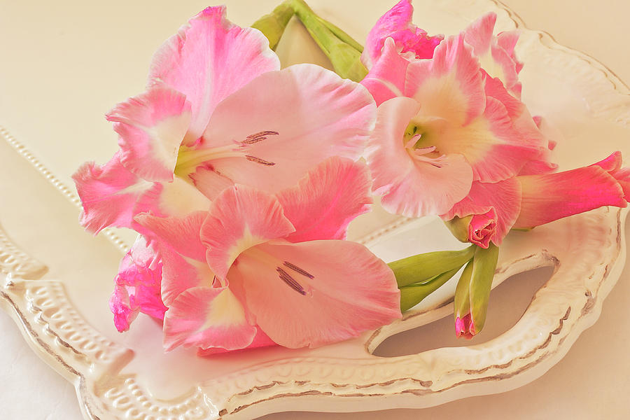 Gladiolas In Pink Photograph by Sandra Foster