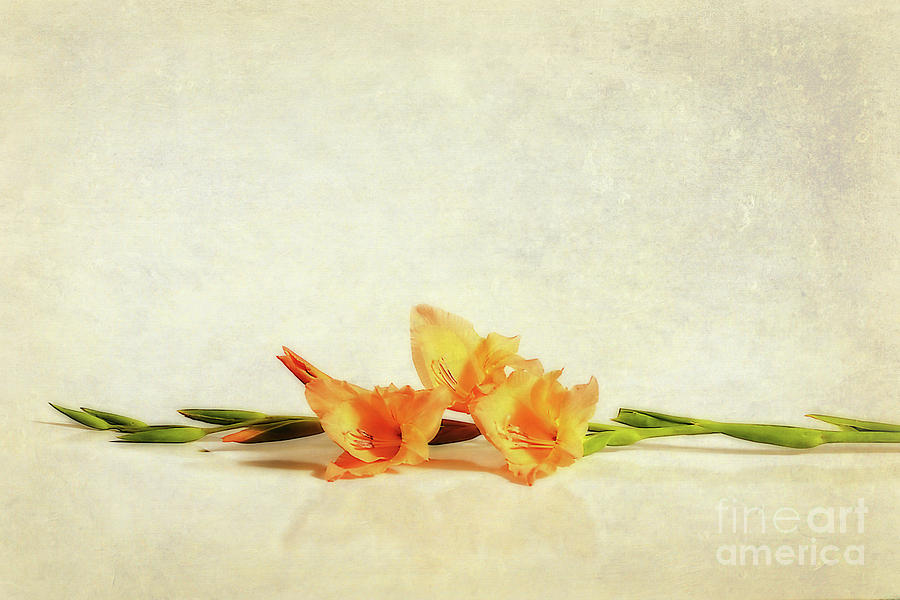 Flower Photograph - Gladioli Art by Kaye Menner by Kaye Menner
