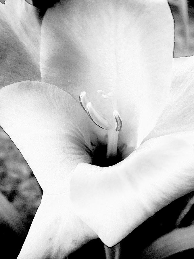 Gladioli Flower Photograph - Gladioli in White by John Bradburn