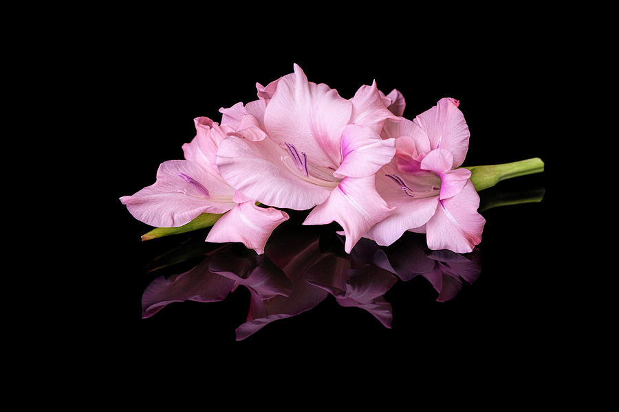 Gladioli Spray Photograph by Michelle Whitmore