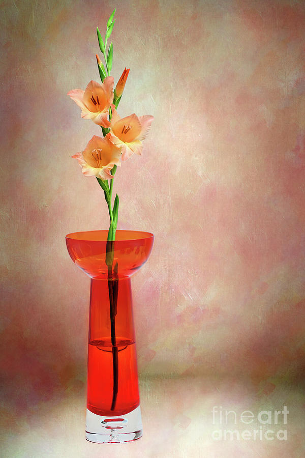 Still Life Photograph - Gladioli Still Life by Kaye Menner by Kaye Menner