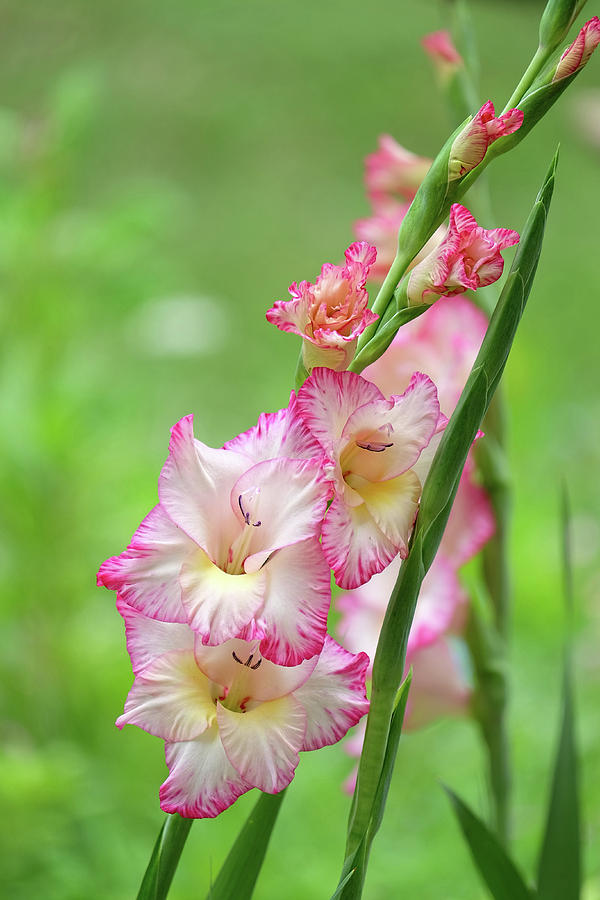 Gladiolus bloom Photograph by Ronda Ryan