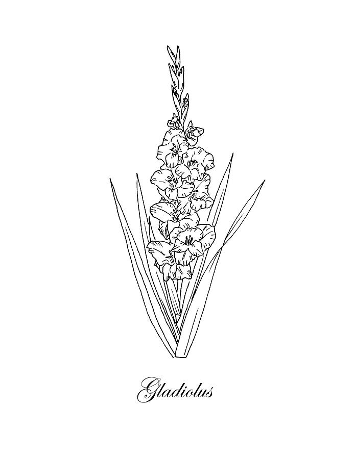 Gladiolus. Botanical Drawing by Masha Batkova