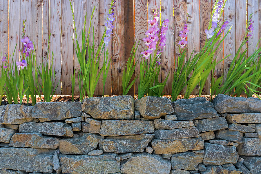 Gladiolus Flowers along Garden Fence Photograph by David Gn