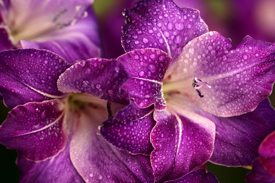 Flower Photograph - Gladiolus Glamour by Vanessa Thomas