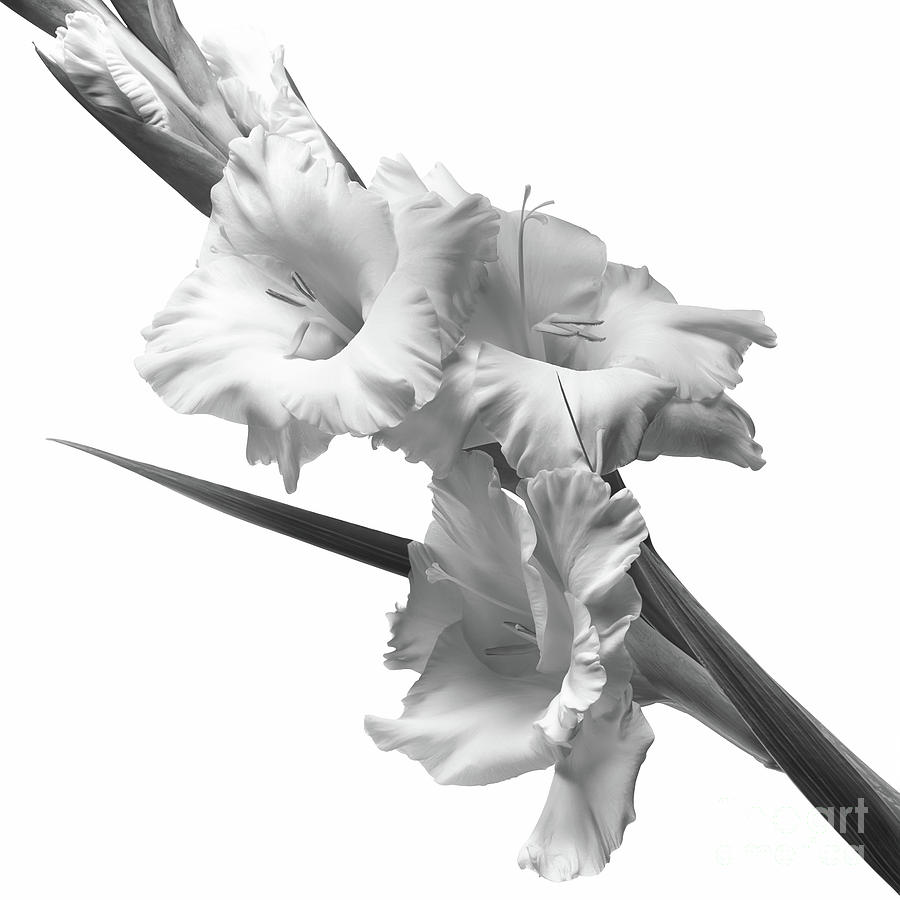 Gladiolus In Black And White Photograph by Olga Hamilton