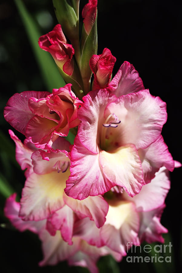 Gladiolus Just For You Photograph by Joy Watson