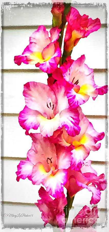 Gladiolus   Photograph by MaryLee Parker