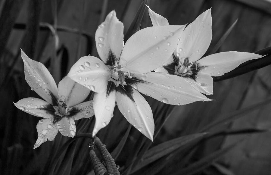 Gladiolus Monochrome Photograph by Jeff Townsend