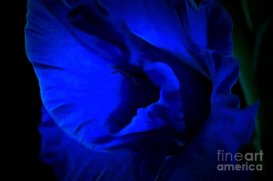 Abstract Photograph - Gladiolus Of Blue by Krissy Katsimbras