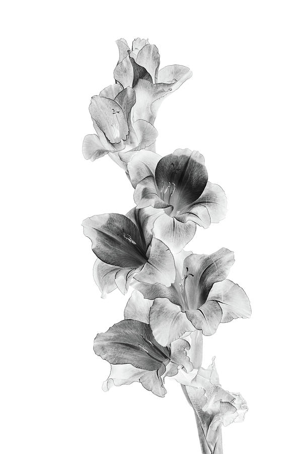 Gladiolus on White Photograph by Cheryl Day