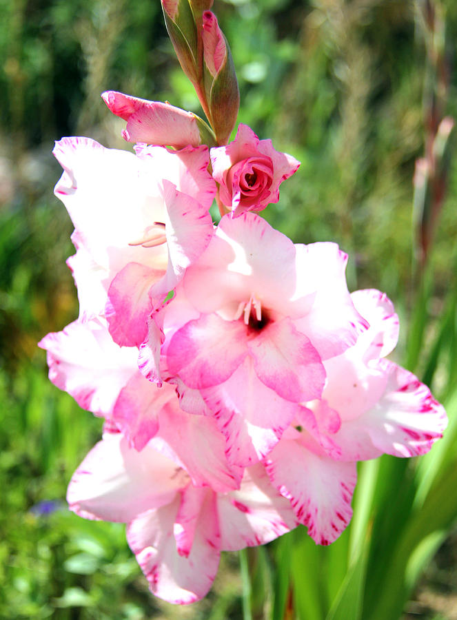 Gladiolus Photograph by Robert W Dunlap | Fine Art America