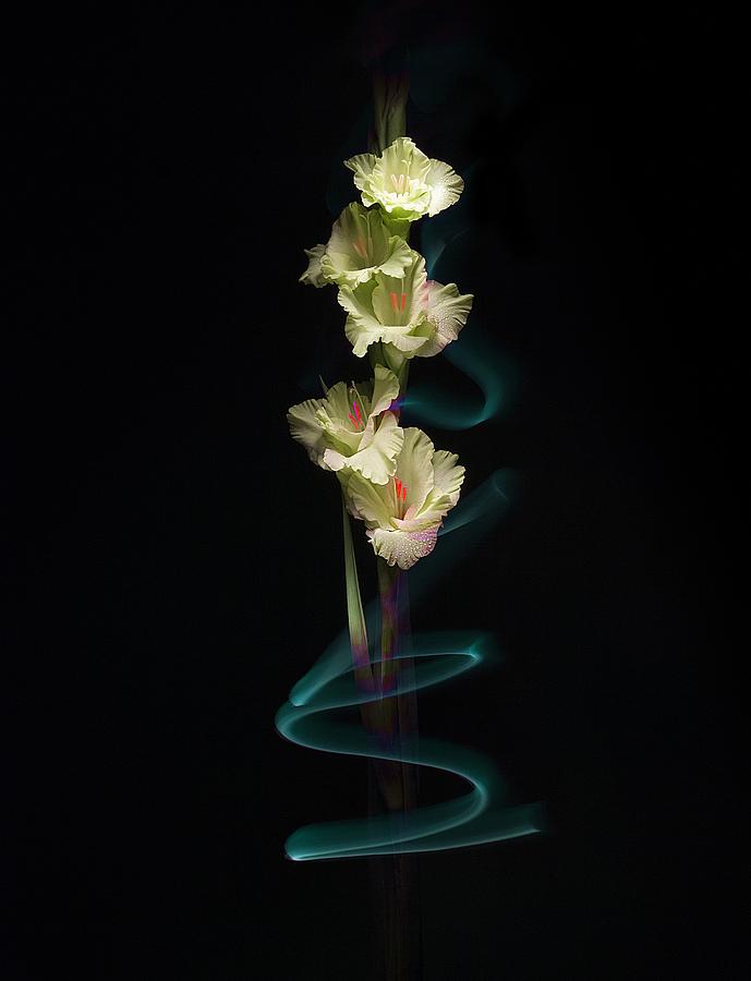 Gladiolus Variation#02 Photograph by Richard Wiggins