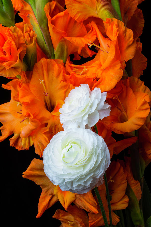 Glads And Ranunculus Photograph by Garry Gay