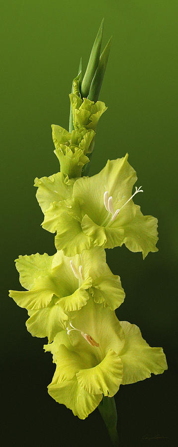 Glads by Ann Lauwers Glads by Ann Lauwers