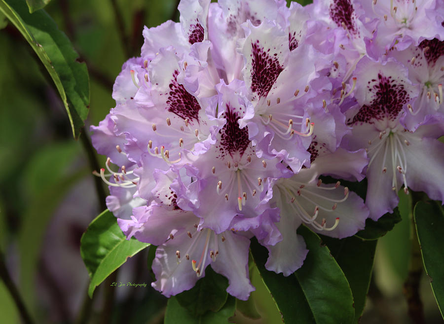 Garden Photograph - Glamorous Lavender Rhododendrons by Jeanette C Landstrom