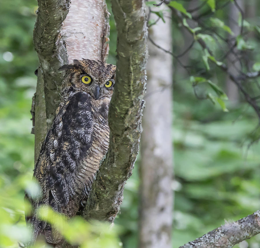 Glaring Great Horned Owl Photograph by Sam Amato