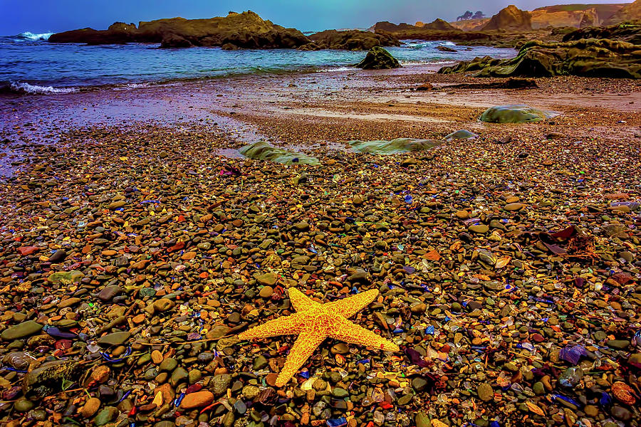 Glass Beach Starfish Photograph by Garry Gay