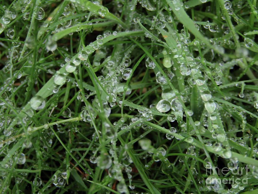Glass Beads On Grass 2 Photograph by Kim Tran