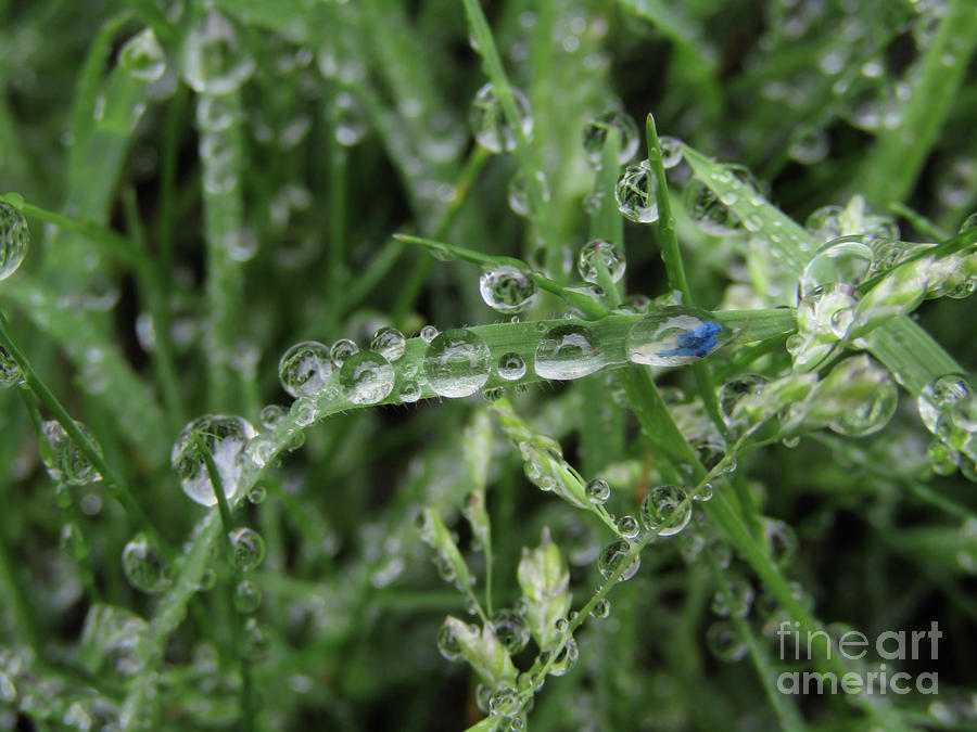 Glass Beads On Grass 3 Photograph by Kim Tran