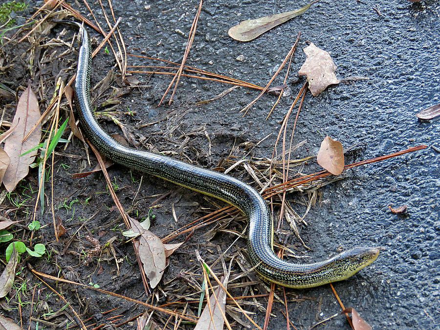 Glass Lizard 1 Photograph by J M Farris Photography - Fine Art America