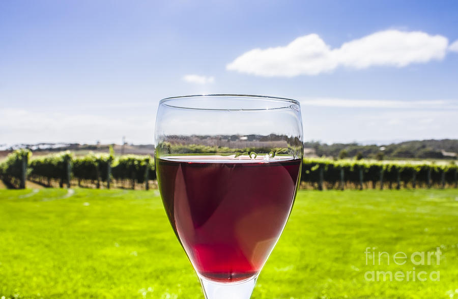 Wine Photograph - Glass of red merlot wine. Wineries and vineyards by Jorgo Photography