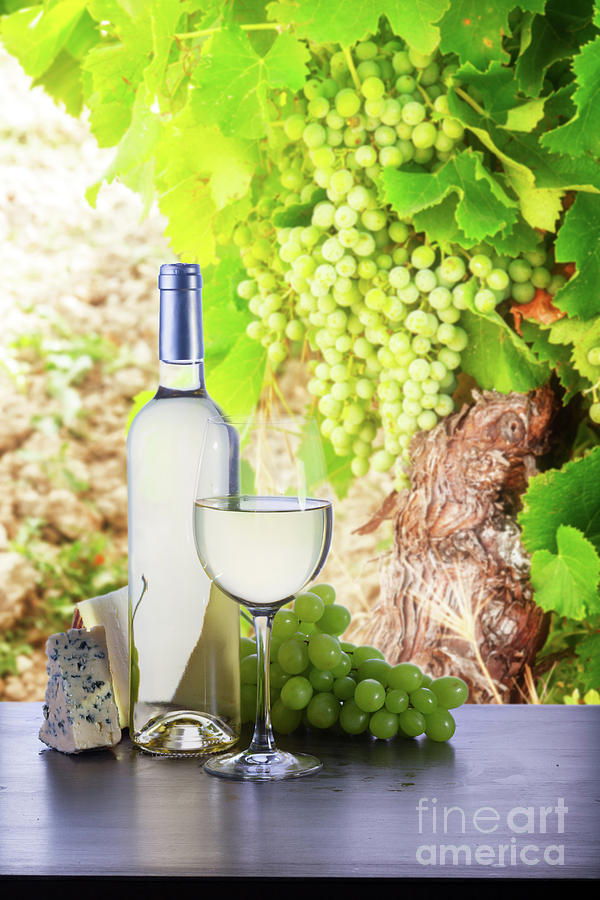 White Wine In Vineyard Photograph