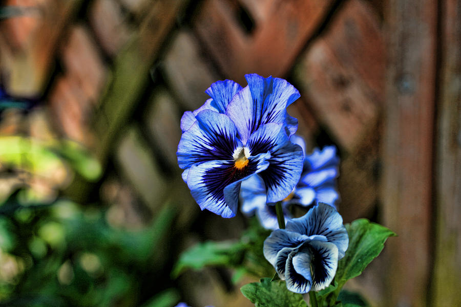 Glass Pansy Photograph by Mike Smale