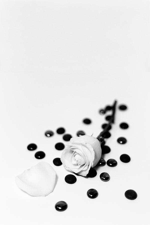 Glass Roses Photograph by Amber Kresge